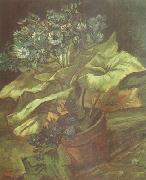 Vincent Van Gogh Cineraria in a Flowerpot (nn04) oil painting artist
